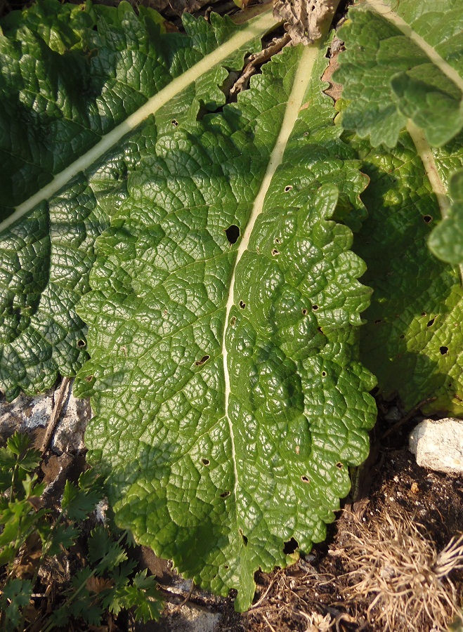 Изображение особи Verbascum lychnitis.