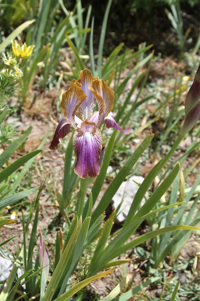 Изображение особи Iris stolonifera.