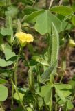 Oxalis stricta. Цветок, плоды, листья. Украина, г. Одесса, Аркадия, возле Тропы здоровья, под деревьями. 20.06.2013.