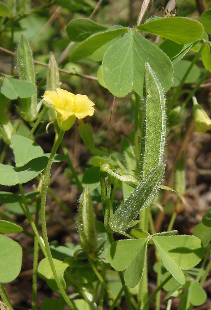 Изображение особи Oxalis stricta.