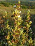 Salvia aethiopis