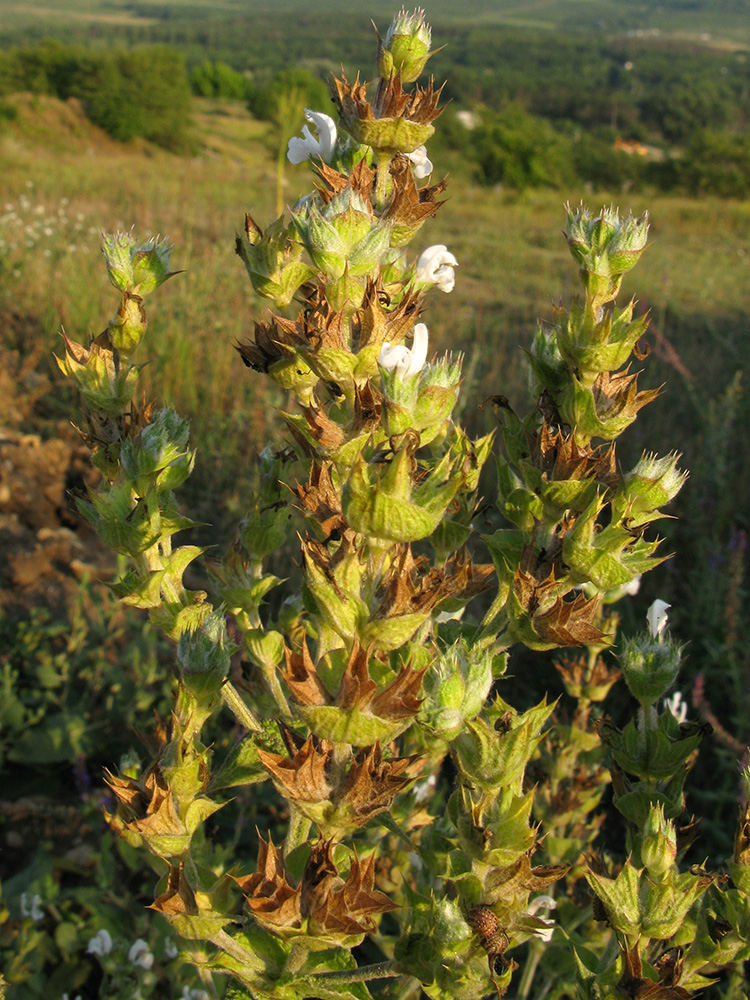 Изображение особи Salvia aethiopis.