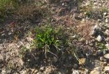Rumex acetoselloides