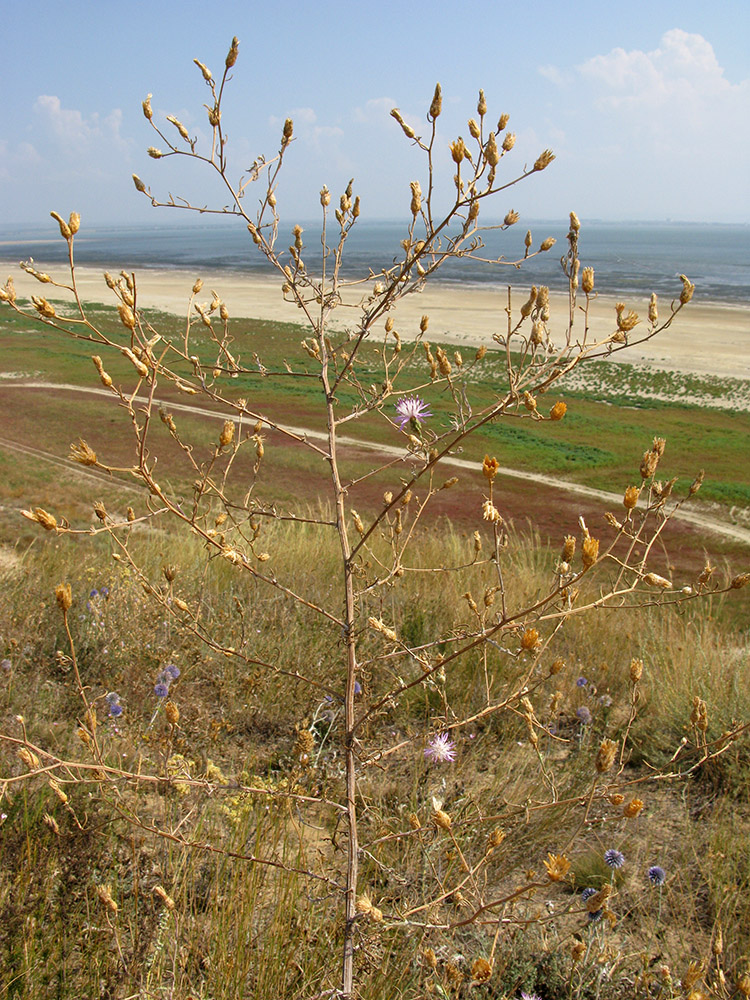 Image of Centaurea odessana specimen.