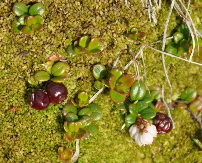 Изображение особи Vaccinium vitis-idaea var. minus.