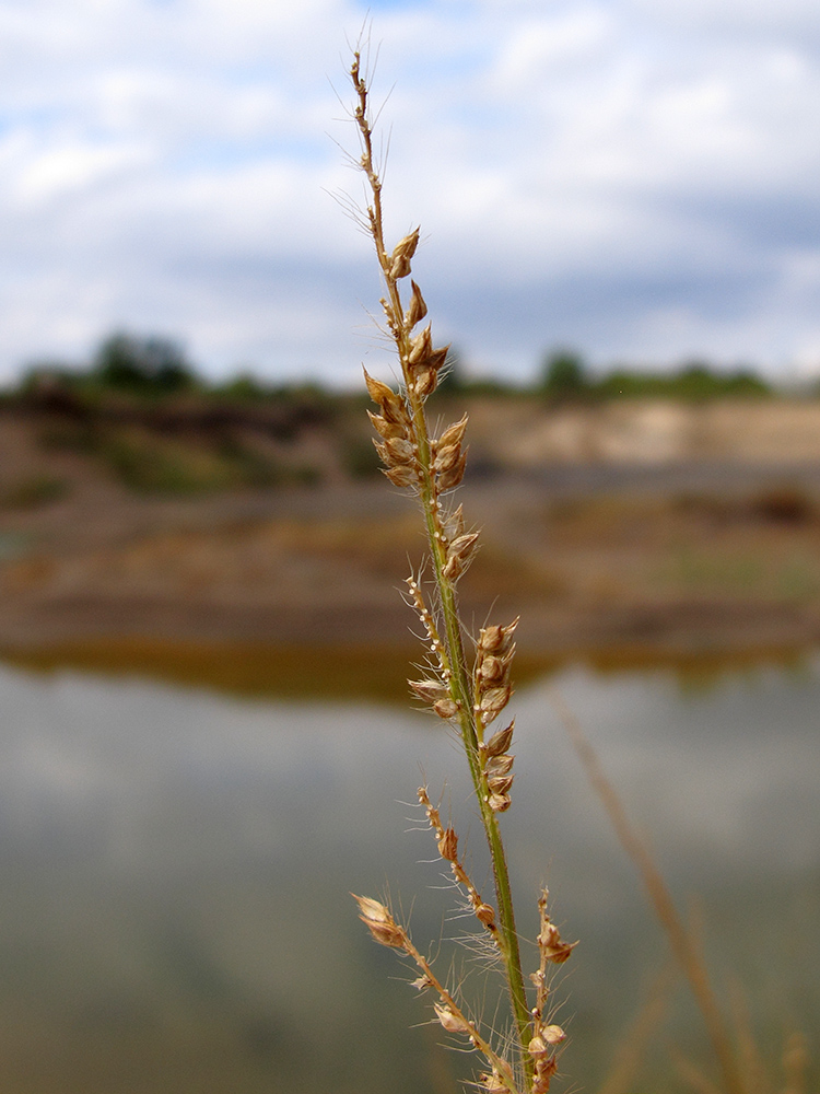 Image of Echinochloa crus-galli specimen.