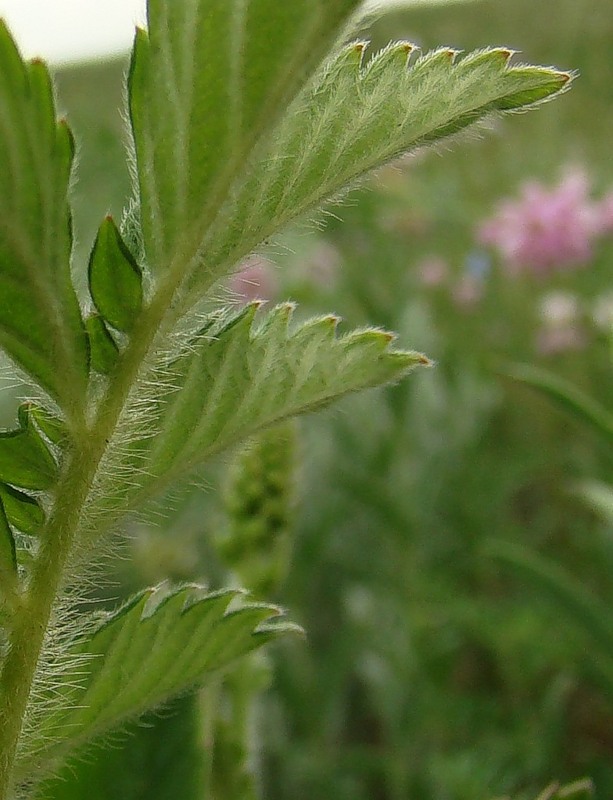 Image of Agrimonia asiatica specimen.