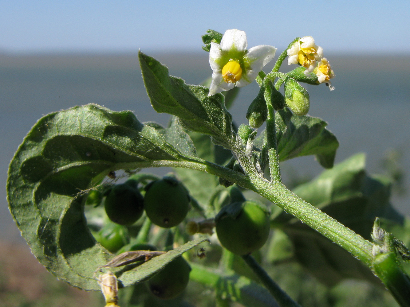 Image of Solanum nigrum specimen.
