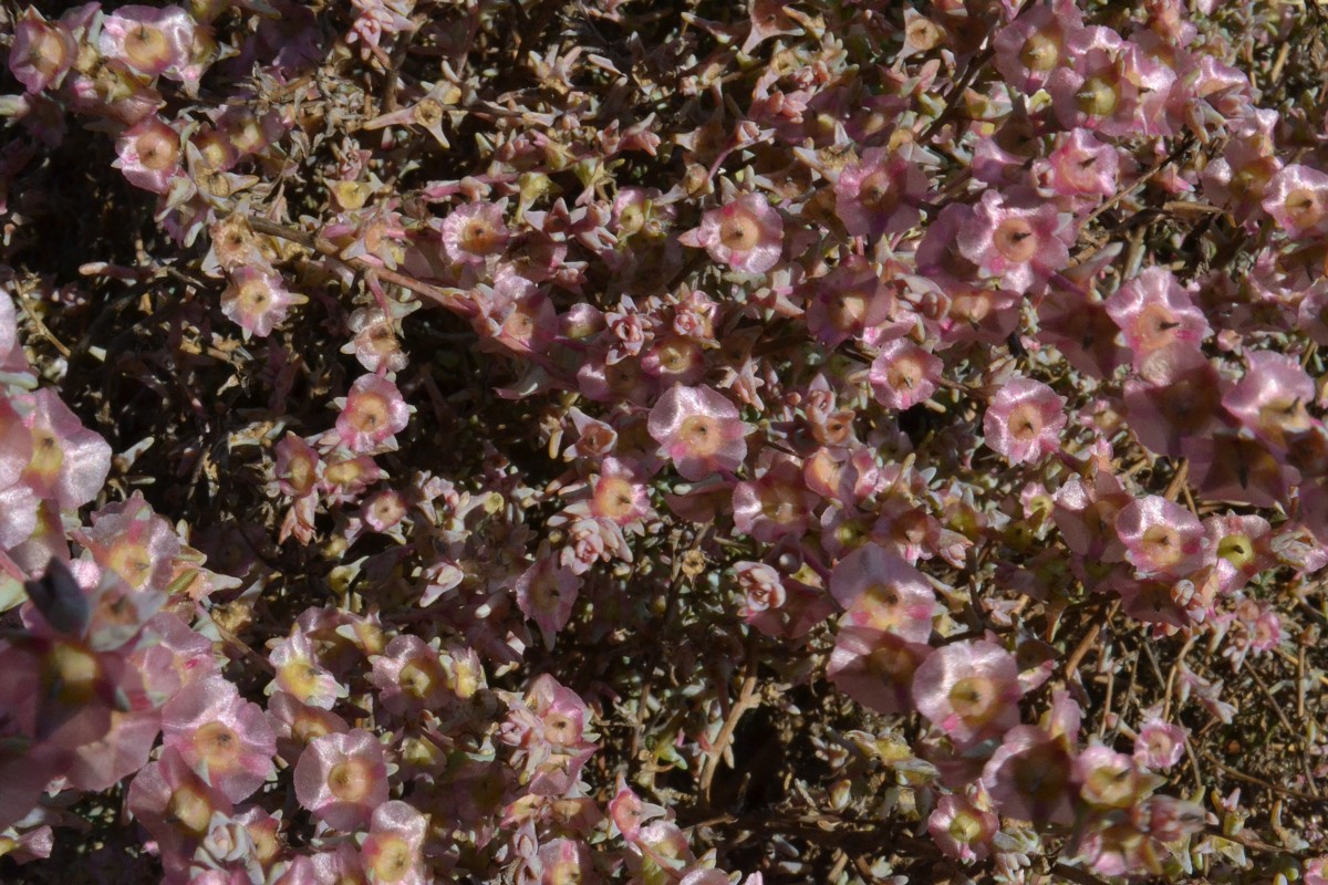Image of Salsola acutifolia specimen.