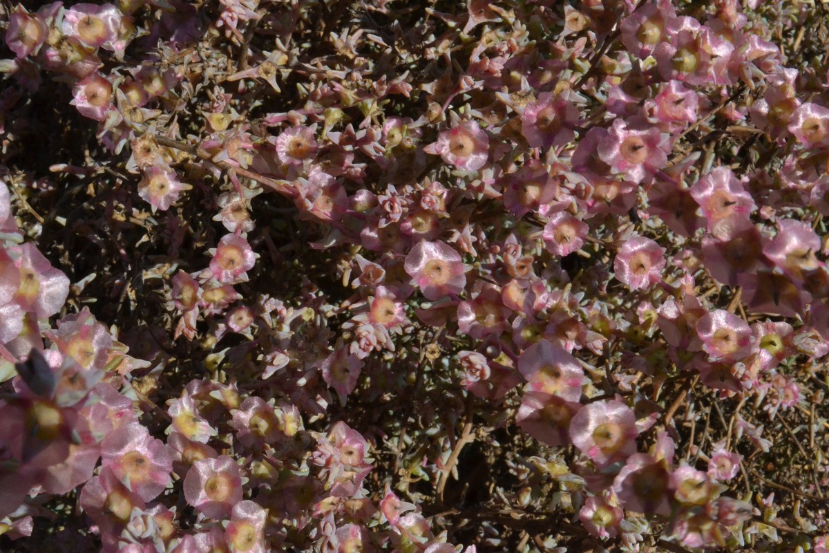 Изображение особи Salsola acutifolia.