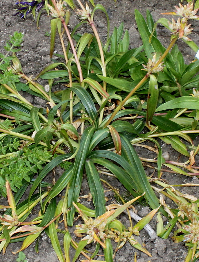 Image of Gentiana walujewii specimen.