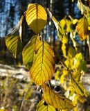 Frangula alnus. Плодоносящая ветвь с листьями в осенней окраске. Подмосковье, окр. г. Одинцово, опушка смешанного леса. Октябрь 2013 г.