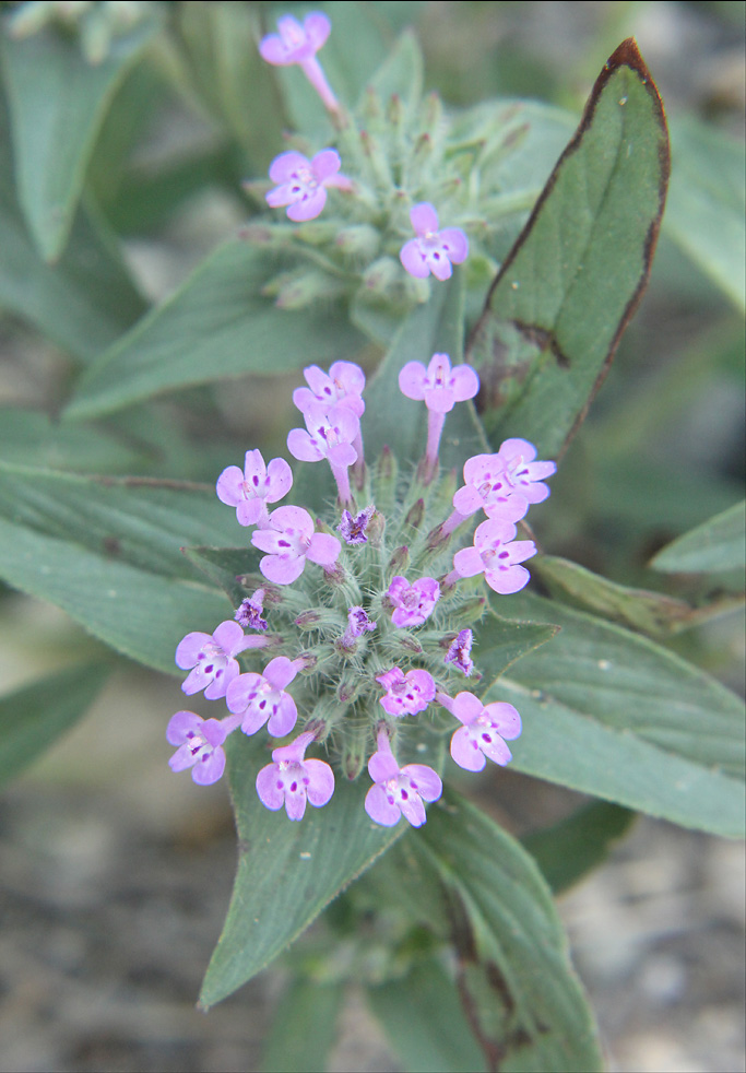 Изображение особи Ziziphora capitata.