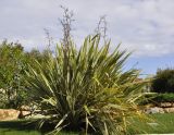 Phormium tenax