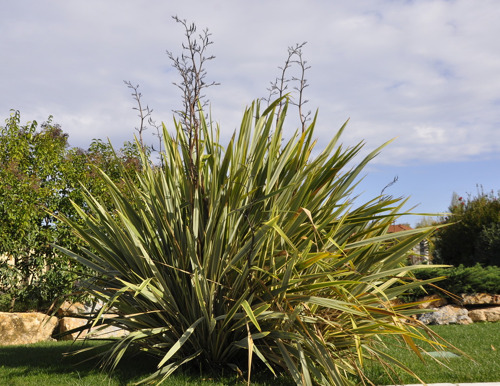 Image of Phormium tenax specimen.