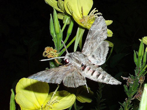 Изображение особи Oenothera biennis.