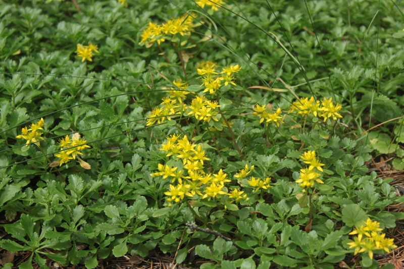 Изображение особи Aizopsis hybrida.