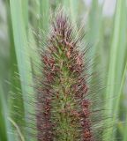 Pennisetum alopecuroides