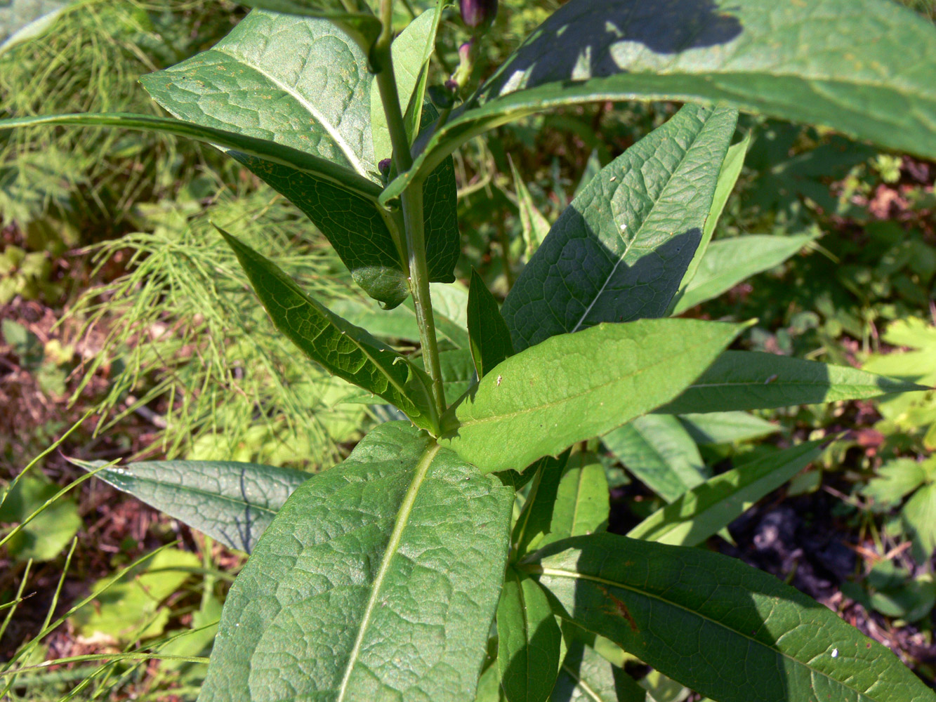 Изображение особи Lactuca sibirica.