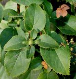 Hydrangea petiolaris