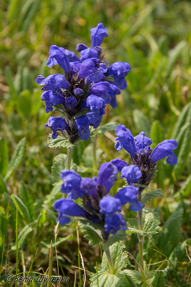 Изображение особи Dracocephalum grandiflorum.