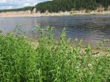 Achillea ptarmica. Верхушки расцветающих растений. Вологодская обл., Великоустюгский р-н, урочище Опоки, правый берег р. Сухона. 06.07.2013.