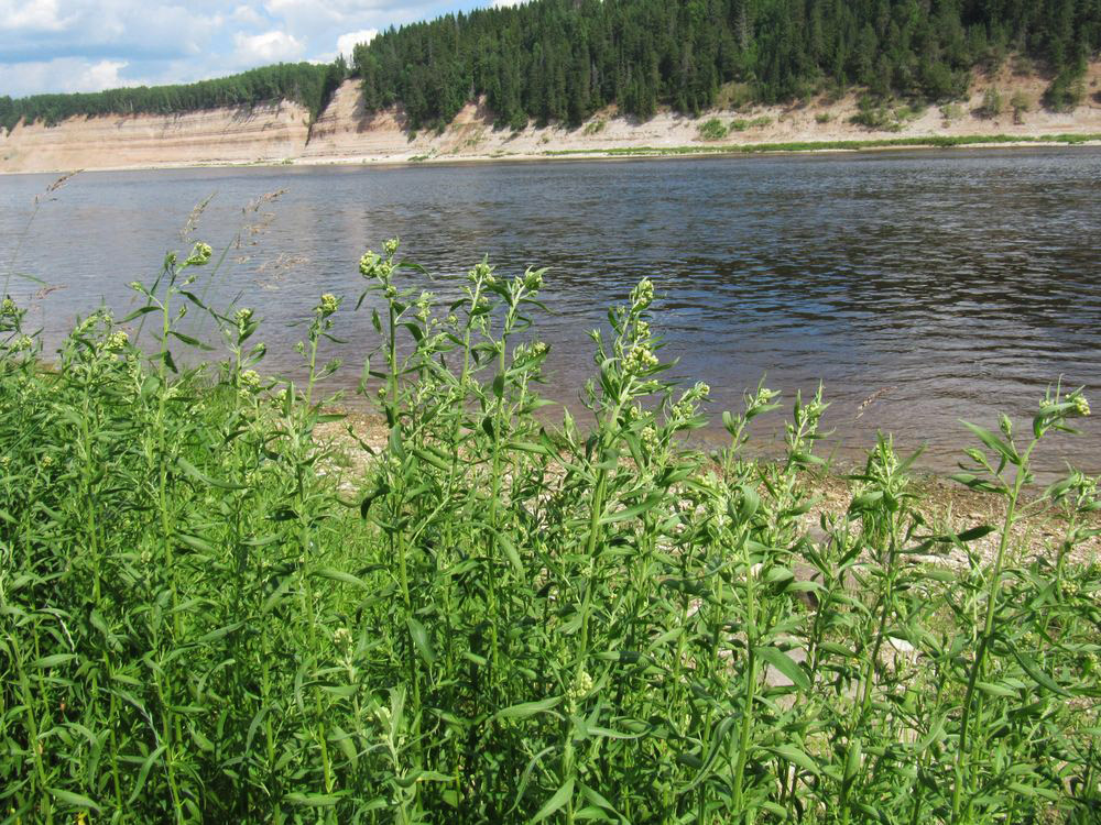 Image of Achillea ptarmica specimen.