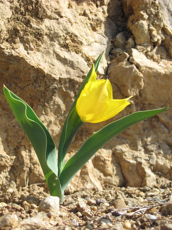 Image of Tulipa suaveolens specimen.