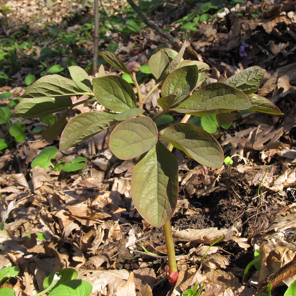 Изображение особи Paeonia caucasica.