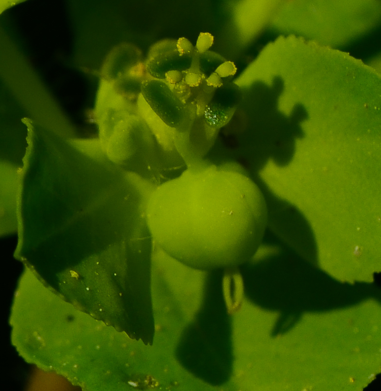 Изображение особи Euphorbia helioscopia.