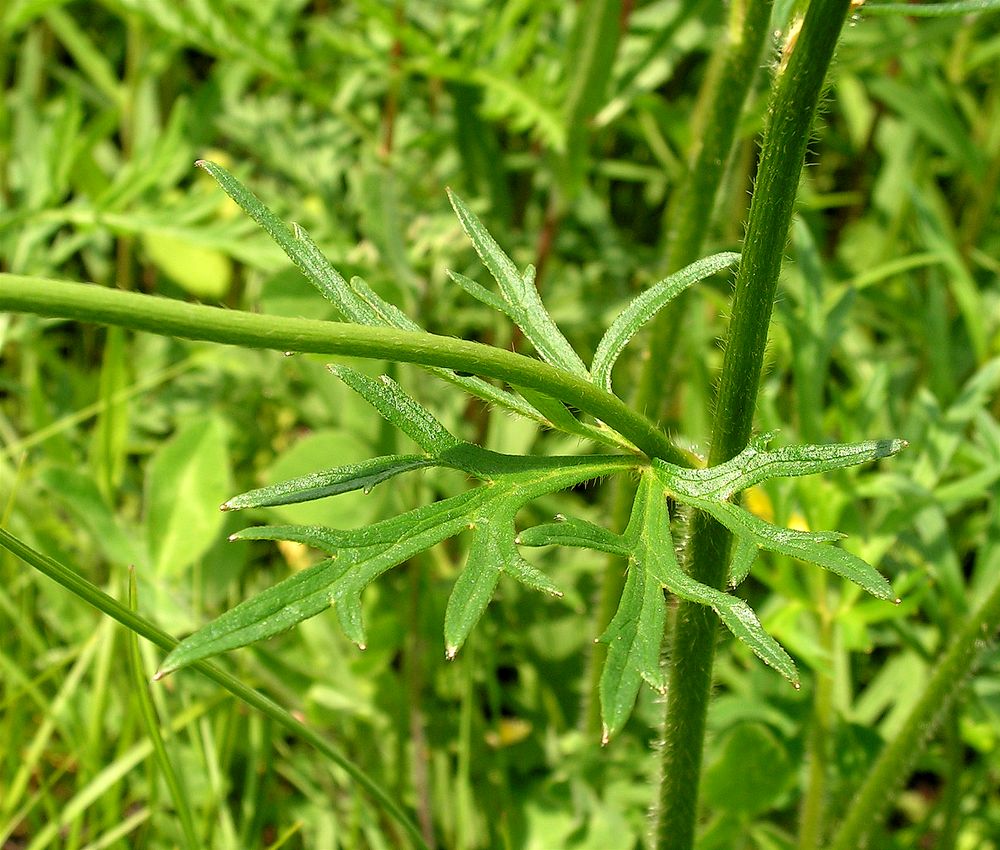 Image of genus Ranunculus specimen.