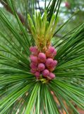 Pinus sibirica