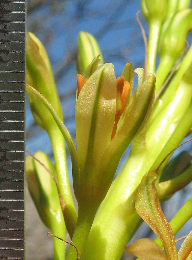 Image of Eremurus jungei specimen.