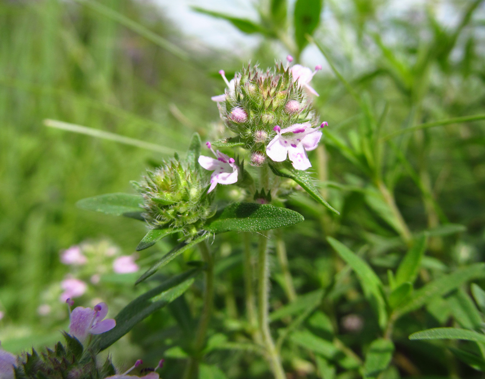 Изображение особи Thymus marschallianus.
