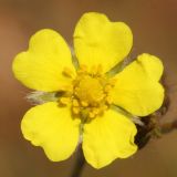 Potentilla recta ssp. pilosa