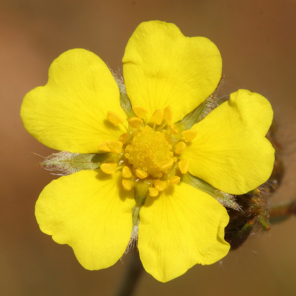 Изображение особи Potentilla recta ssp. pilosa.