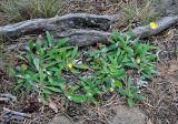 Pilosella officinarum. Расцветающие растения. Карелия, Ладожское озеро, остров Валаам. 21.06.2012.