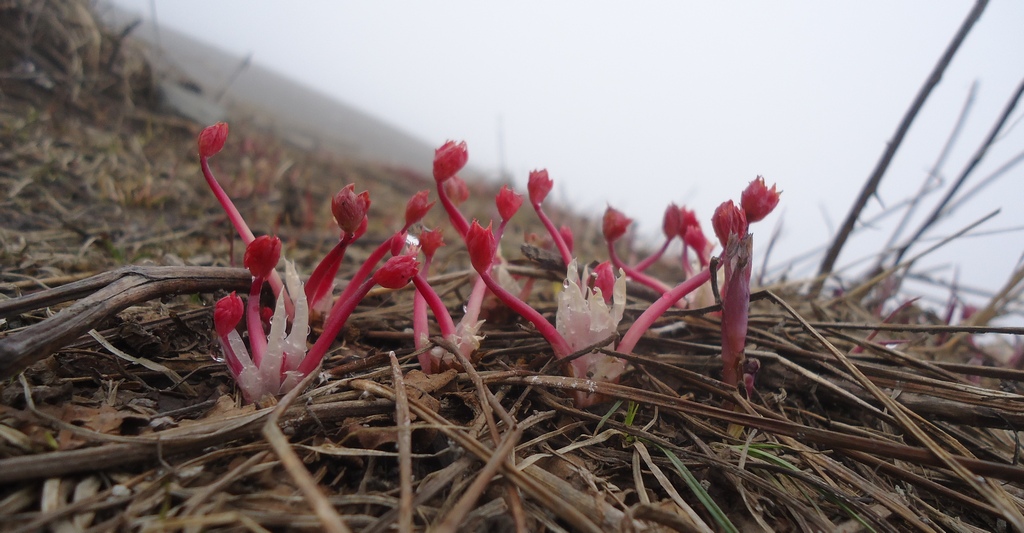 Image of Geranium erianthum specimen.