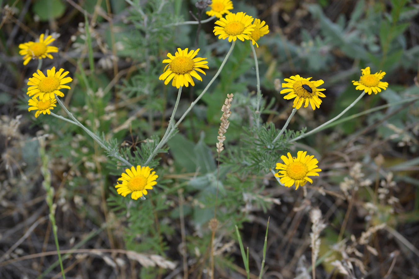 Изображение особи Anthemis tinctoria.