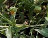 Calendula arvensis. Средняя часть полёгшего побега с невызревшими соплодиями. Германия, г. Дюссельдорф, Ботанический сад университета. 02.06.2014.