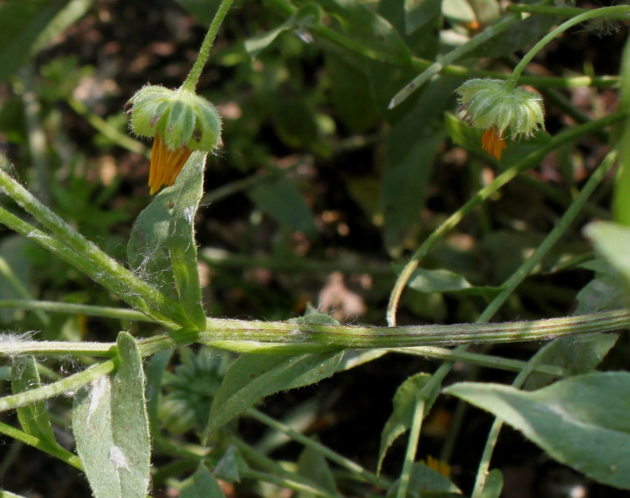 Image of Calendula arvensis specimen.