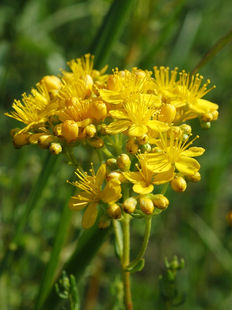 Image of Hypericum scabrum specimen.
