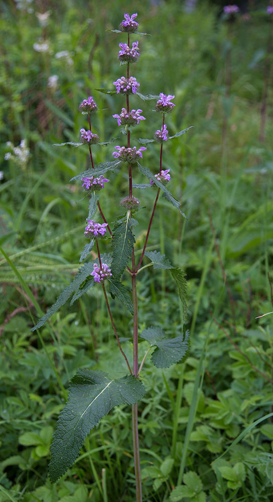 Image of Phlomoides tuberosa specimen.