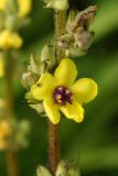 Verbascum marschallianum. Цветок. Украина, Харьковская обл., Великобурлукский р-н, окр. с. Нестеровка, склон балки со степной растительностью. 15 июля 2014 г.