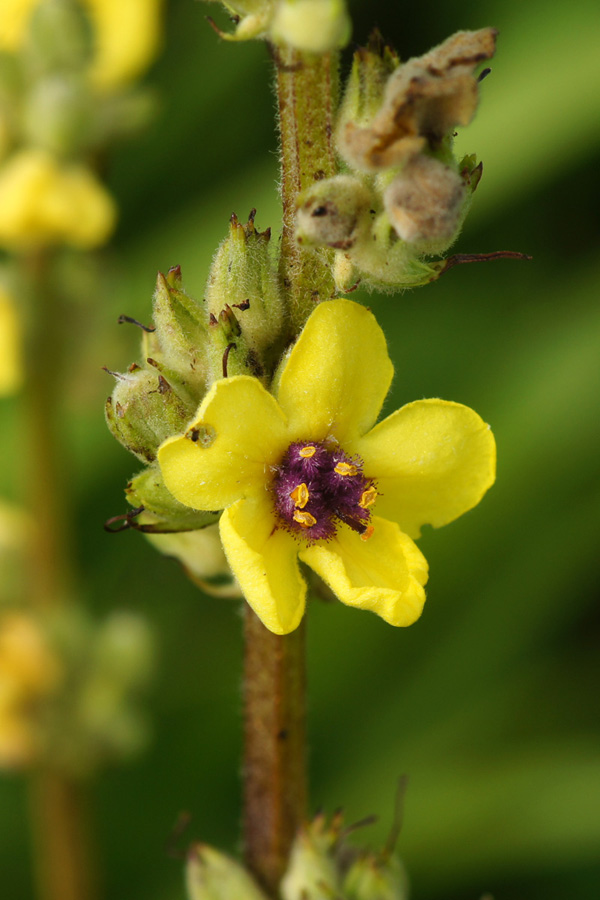 Изображение особи Verbascum marschallianum.