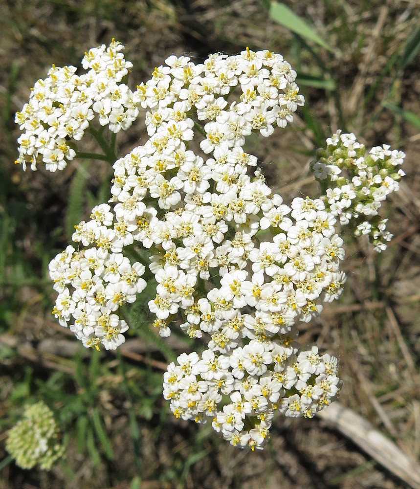 Image of Achillea setacea specimen.