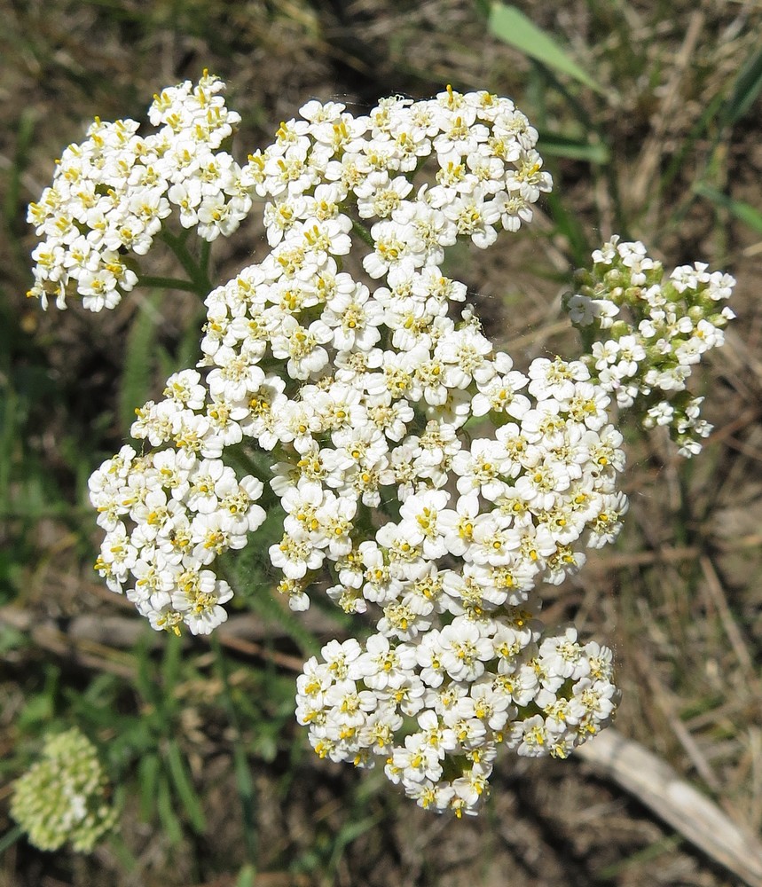 Изображение особи Achillea setacea.