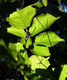 Corylus avellana