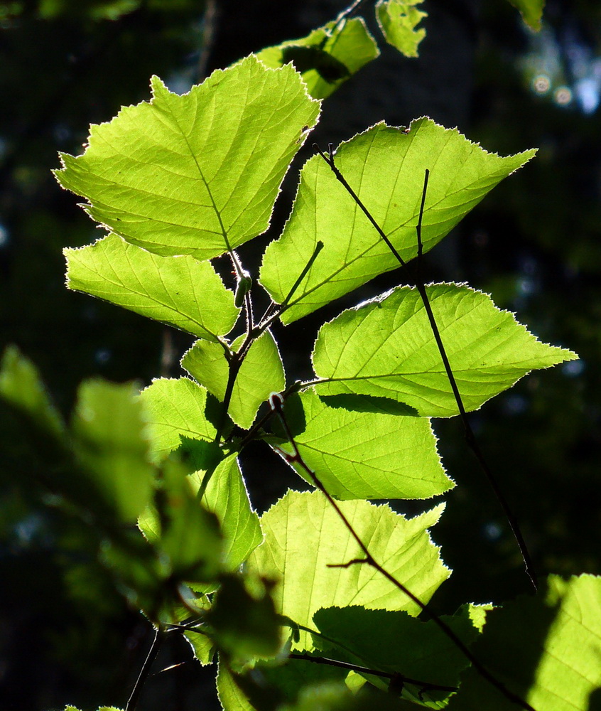 Image of Corylus avellana specimen.