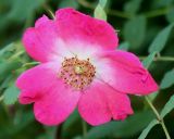 Rosa villosa